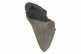 Partial Megalodon Tooth - South Carolina #359119-1
